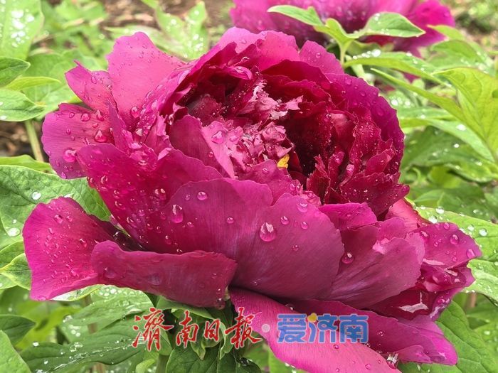 一年四季 泉在济南丨雨润牡丹绽芳容