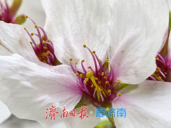 樱花盛放扮靓城市河畔 春日画卷引客来