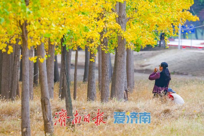 一年四季 泉在济南丨济南黄河银杏林步入唯美交替盛景