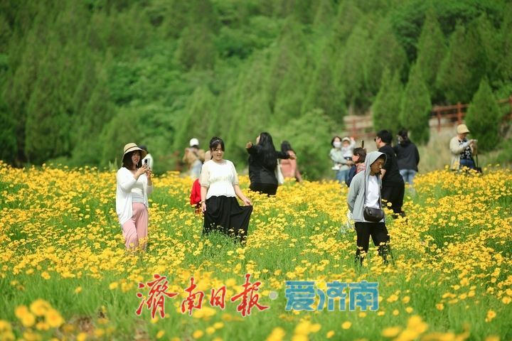 一年四季 泉在济南丨一年一度别错过！初夏时节泉城金鸡菊花海美爆了