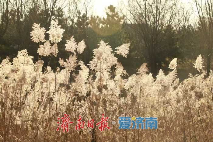 风过苇梢，湖映冬阳 济西湿地的冬日限定美好