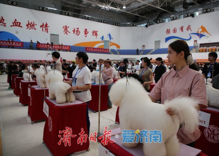 2026“泉来爱宠”海峡两岸（济南）宠物护理美容青年人才技能竞赛举行