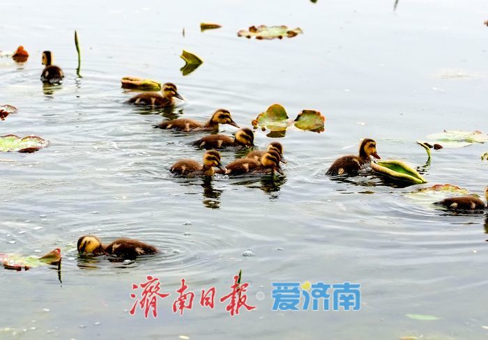 大明湖新生斑嘴鸭宝宝憨态可掬引围观