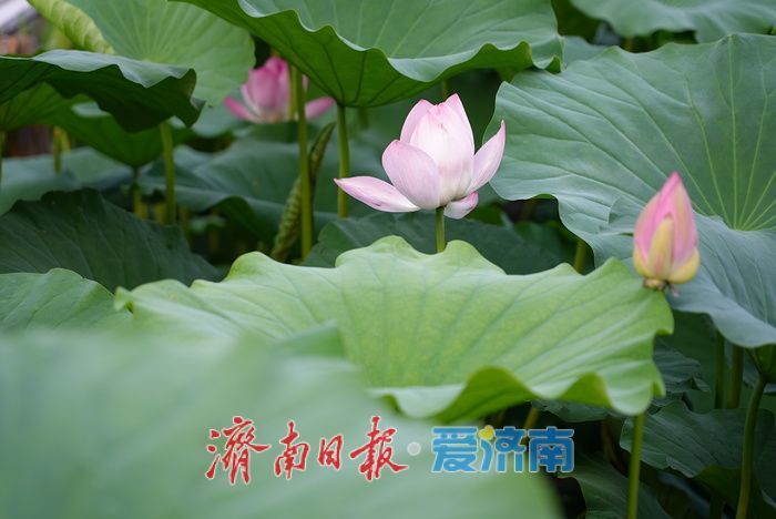 一年四季 泉在济南丨大明湖荷花迎最佳观赏期 游人沉醉夏韵芬芳