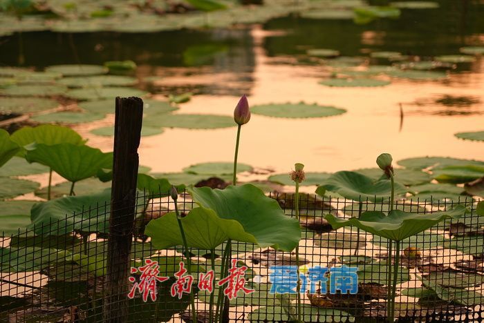 一年四季 泉在济南丨大明湖荷花迎最佳观赏期 游人沉醉夏韵芬芳