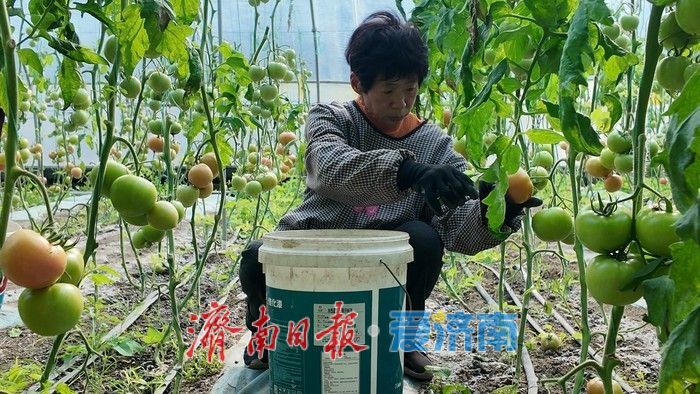 新春走基层｜大棚里的西红柿熟了，市场供应有保障 一片盐碱地上的“新春丰收”