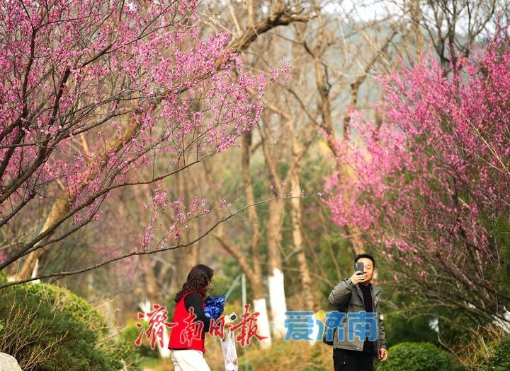 一年四季 泉在济南丨春日“香”约佛慧山，梅开溪畔花满枝