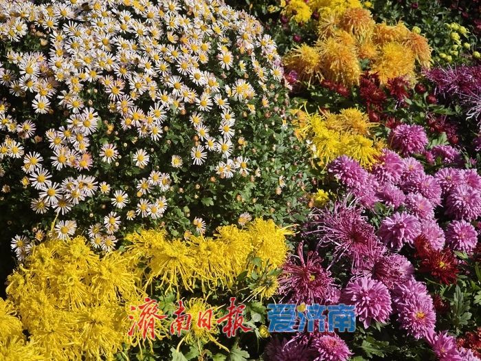 一年四季 泉在济南丨趵突泉金秋菊展进入最佳观赏期 “一菊连三园”共绘泉城初冬胜景