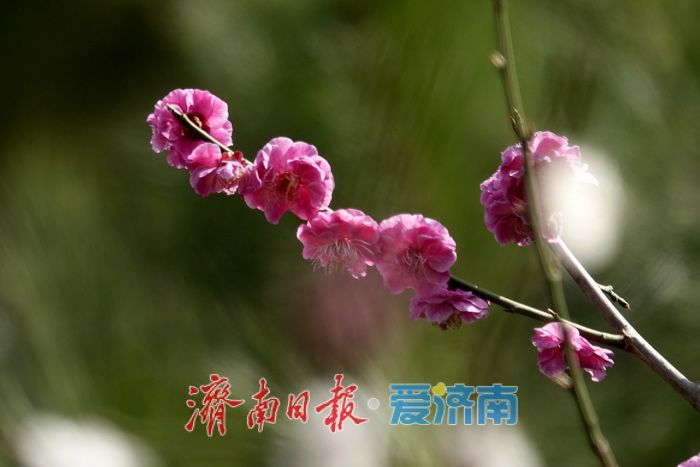 一年四季 泉在济南丨梅开枝头春意闹 暗香浮动醉春光