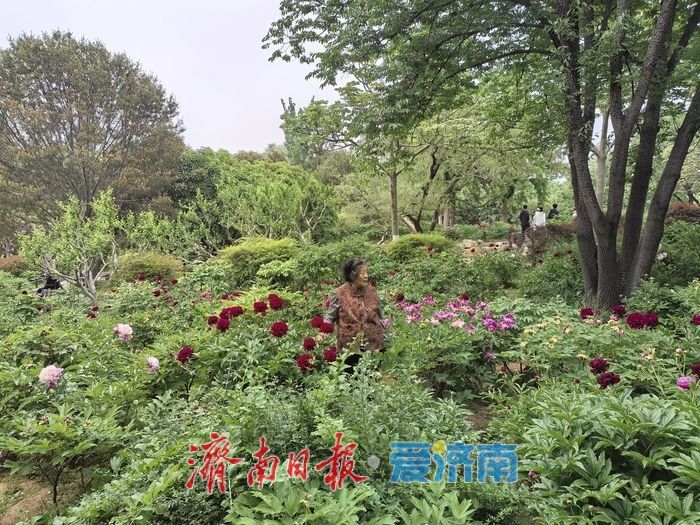 牡丹落幕，芍药接棒！摄影大爷揭秘识别密码