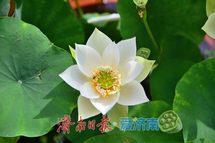 湖光悦色·荷映泉城！济南市第40届荷花艺术节7月3日灿烂启幕