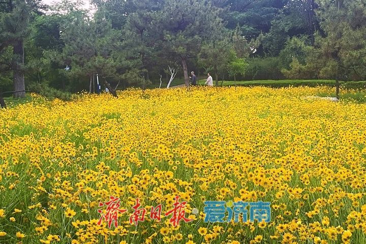 一年四季 泉在济南丨金鸡菊盛放，绘就初夏金色花海