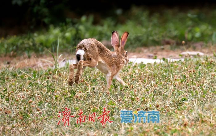 济南公园这道“棕色闪电”，没你想得那么简单！