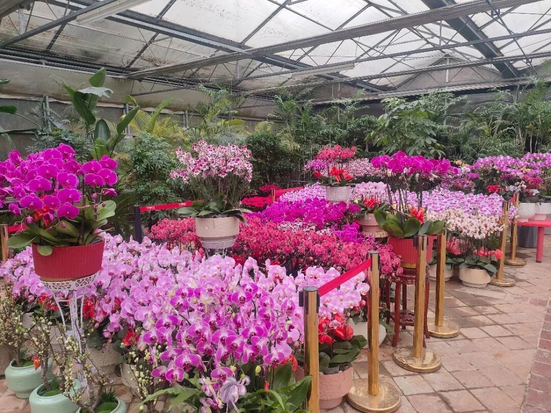 济南公园上演新春盛典，赏花购年货一站式解锁