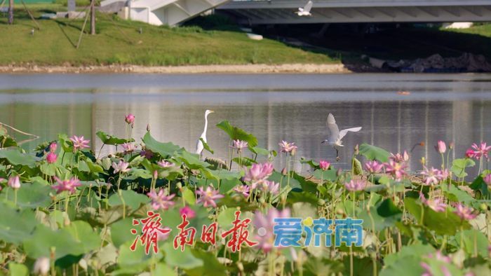 市鸟“安家落户”，济南起步区大寺河迎来“生态哨兵”