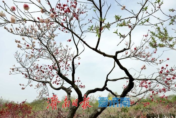 一年四季·泉在济南｜泉城公园碧桃惊艳绽放，一树双色惹人醉