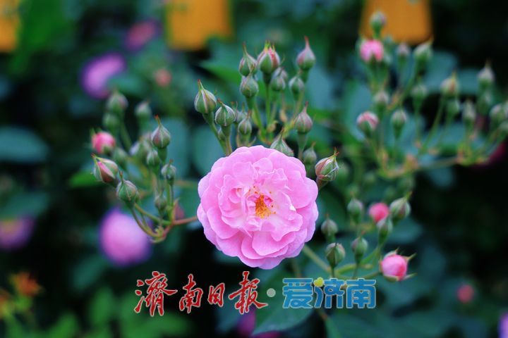 一年四季 泉在济南丨繁花满墙醉游人 蔷薇绽放扮靓泉城