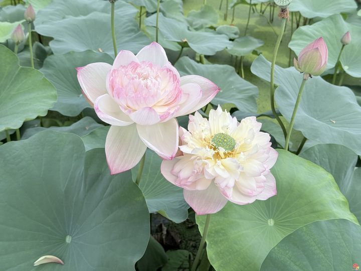 荷韵泉城·云湖有约——章丘区首届荷花市集暨荷众苑荷诞游园会盛大开启
