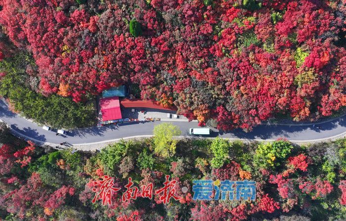万山红遍，层林尽染！济南红叶谷进入最佳观赏期