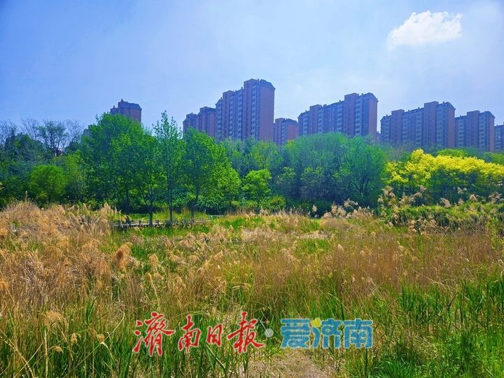 春意盎然满目新 龙鼎滨水公园尽展生态好风光