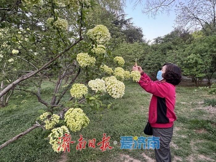 泉城回暖春意浓 木本绣球绽芳华