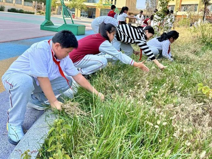 高新区景汇小学五级部开展拔草实践活动