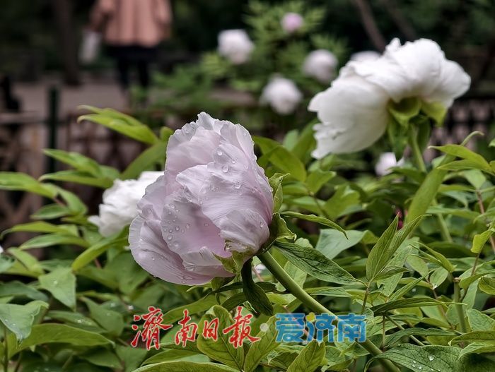 一年四季 泉在济南丨雨后牡丹，分外娇艳