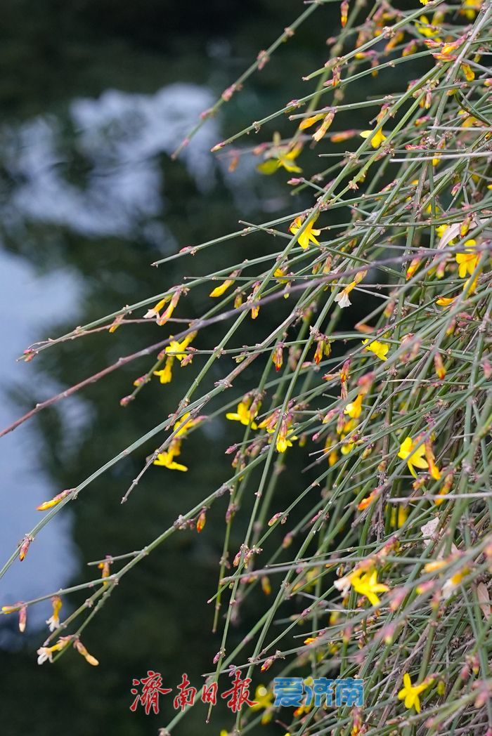 一年四季 泉在济南丨立春至，泉城迎春花初绽报春