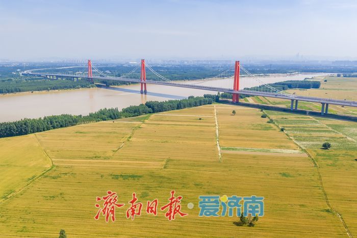 万亩麦田泛金光