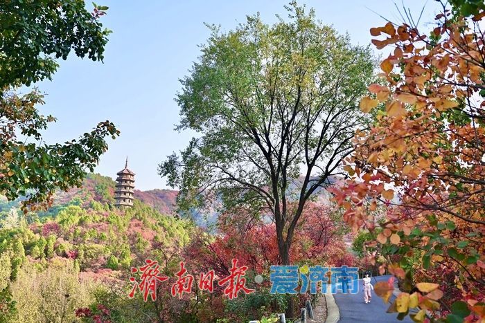 一眼沦陷！错过再等一年，济南红叶谷进入最佳观赏期