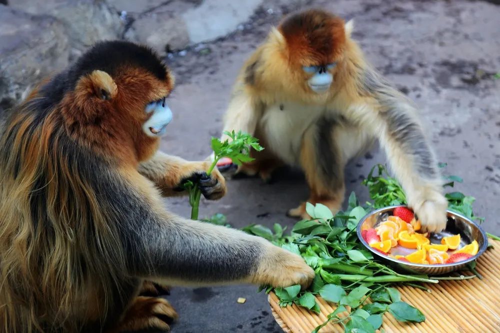 “泉”在济南过大年