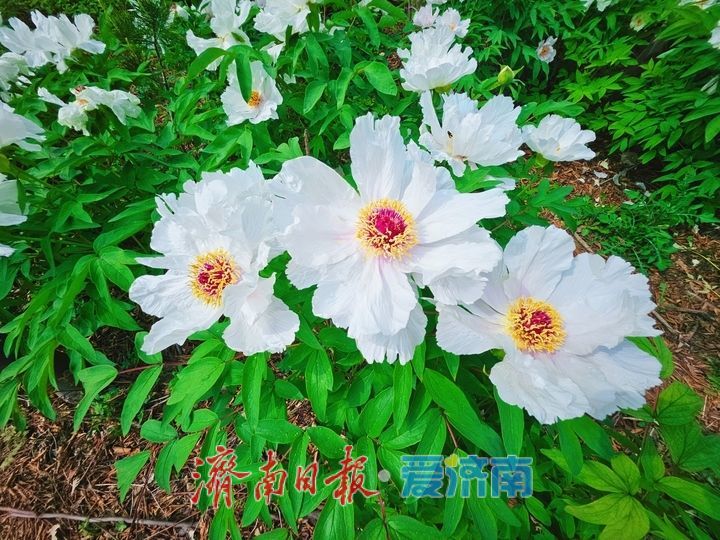 一年四季 泉在济南丨黄河岸边藏秘境 芍药繁花醉游人