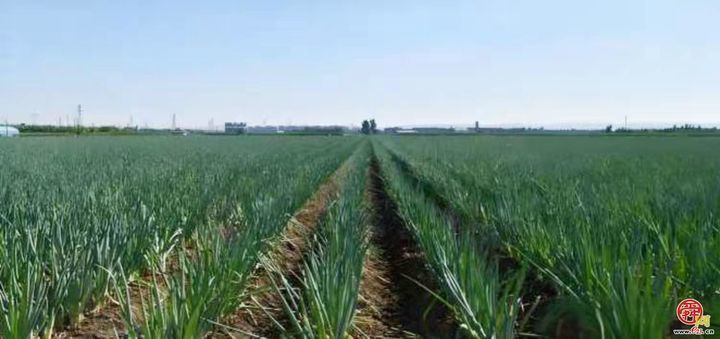 一棵葱“长”出35亿全产业链！