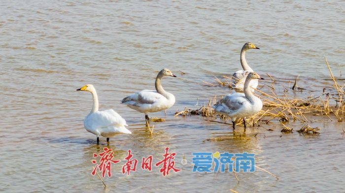 济南黄河北现“水上观鸟路” 百只天鹅伴游成冬日奇景