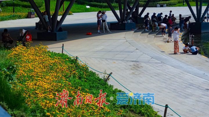 鎏金花开满湖畔云锦湖畔毛叶金光菊绚烂盛放