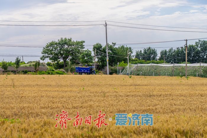 金色麦浪迎丰收