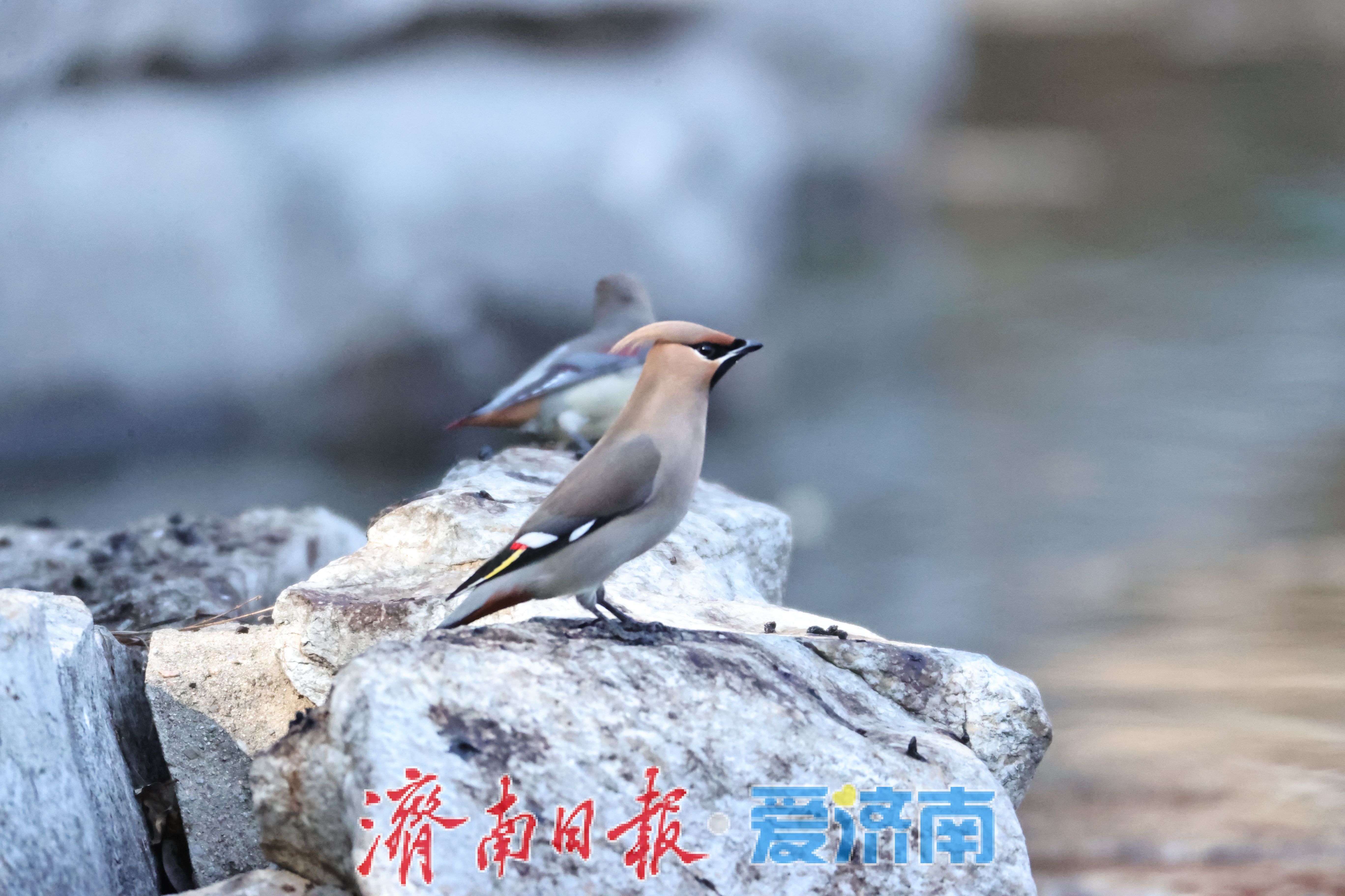 林间“十二黄”