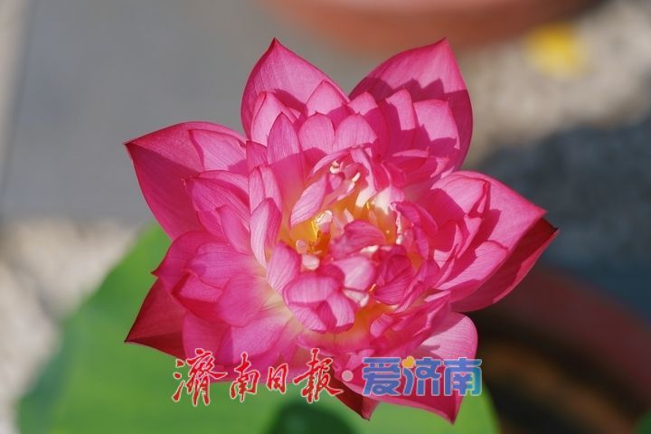 赏荷寻雅趣 市民打卡荷花文化雅集