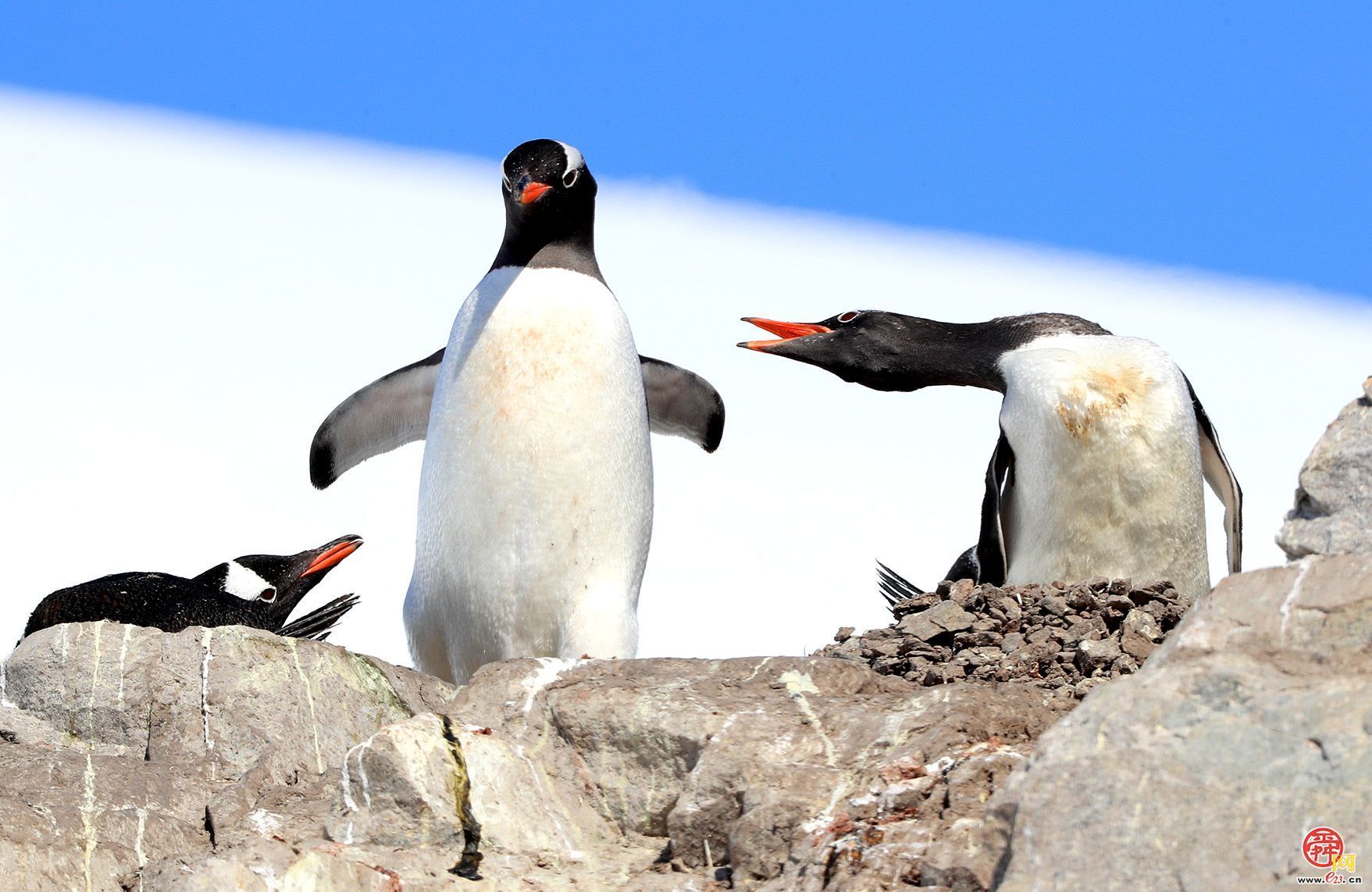 侯贺良8探南极数智影像大展在山东博物馆开展