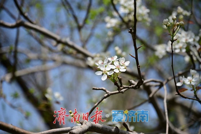 一年四季 泉在济南丨泉城春色浓 森林公园变身“春日调色盘”