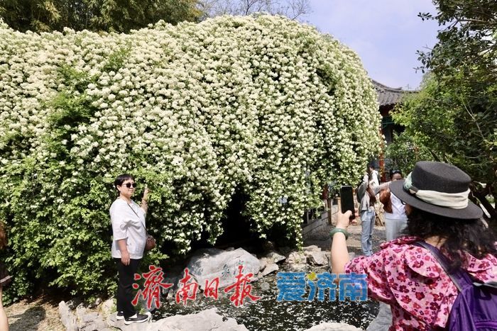 趵突泉木香盛开 花香满庭引客来