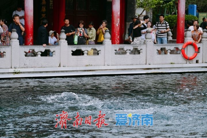 29.15米！水位连涨，“趵突腾空”活力十足