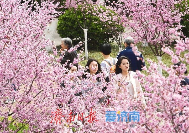 繁花盛开，校园“樱花大道”迎来最美时刻