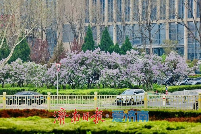 花香满径！经十路丁香盛放绘泉城春日美景