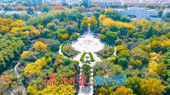 森林公园秋色如画 金黄银杏与巨型白蜡树引客来