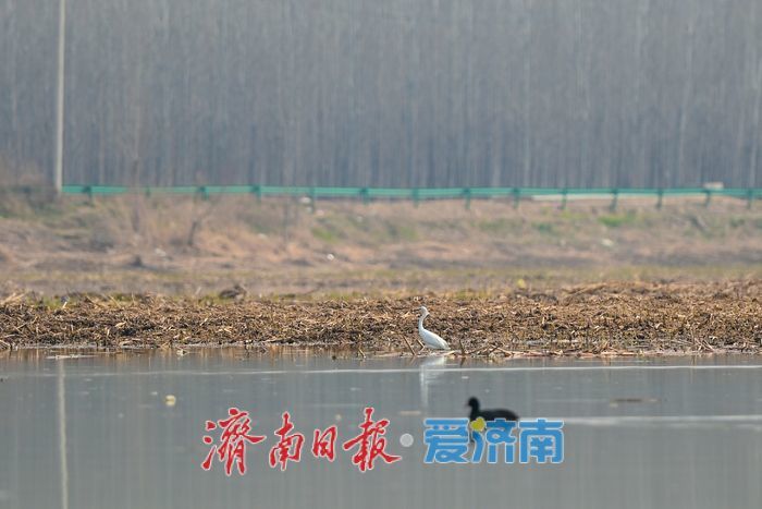 天鹅归来春意浓，遥墙蓄滞洪区成鸟类乐园