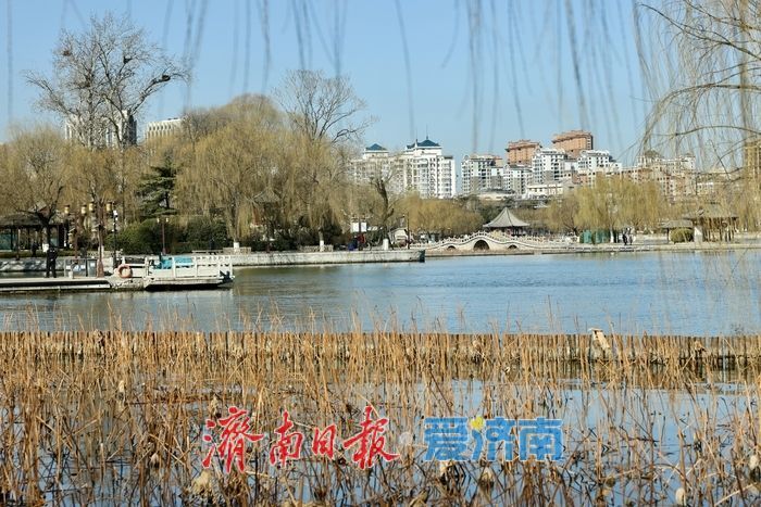 新柳残荷绘就明湖初春画卷