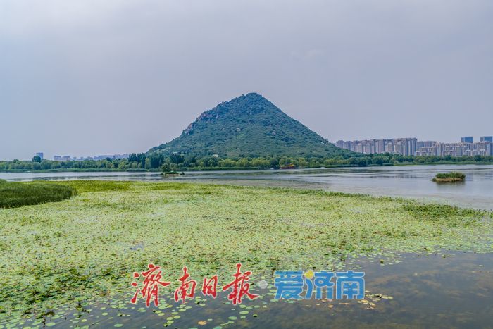一年四季 泉在济南丨接天莲叶无穷碧，华山湖进入最佳赏荷期