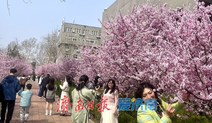 高校校园春意浓 花海引客醉其中