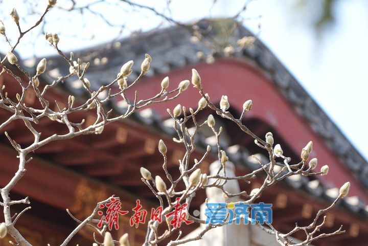 白雪楼前玉兰花含苞待放